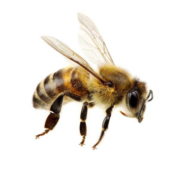 Real honey bee reference image
